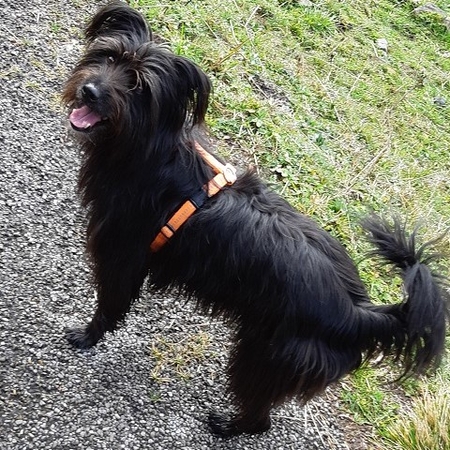 Hundetreffen 2019 im Allgäu (10)